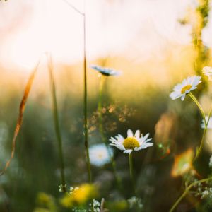 Séjour en hébergement insolite au printemps