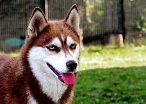 Cani rando - Activité insolite gironde