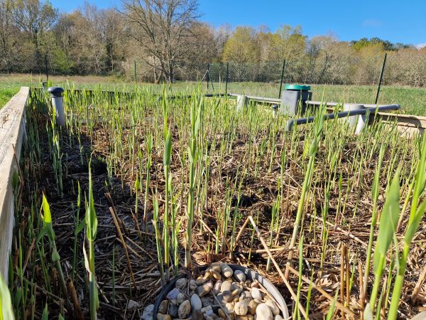 assainissement par filtre planté de roseaux au Domaine EcÔtelia hébergement insolite